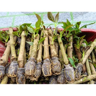 12 cây chè khổng lồ (chè đại)