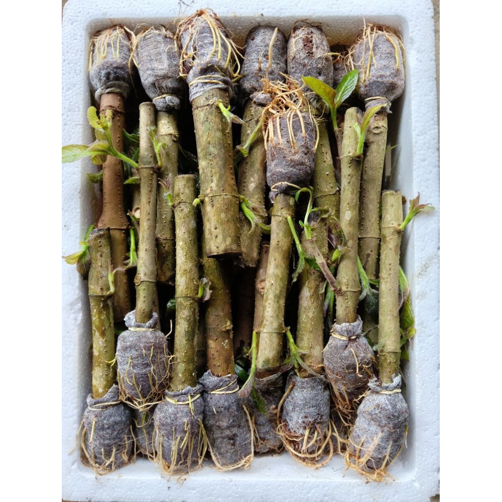 12 cây chè khổng lồ (chè đại)