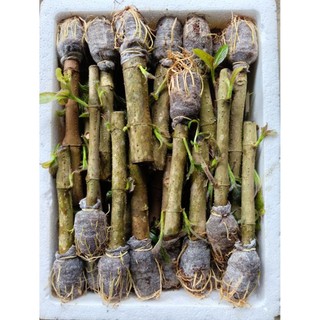 20 cây chè khổng lồ( chè đại)