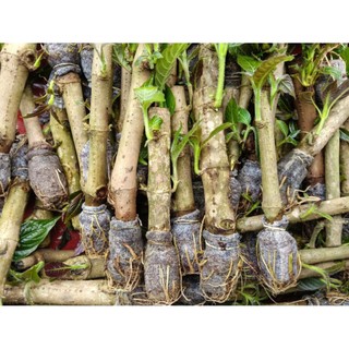 20 cây chè khổng lồ( chè đại)