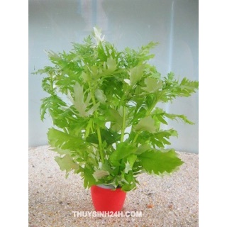 THỦY CÚC - 10 nhánh KHÔNG CẦN CO2- shop giao Cây lá cạn