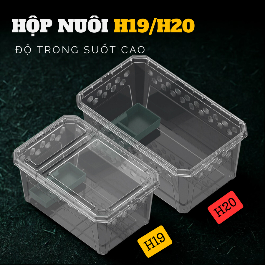 HỘP NUÔI THẰN LẰN LG, ỐC, NHỆN TARANTULA, ẾCH PACMAN, BÒ SÁT, SHIP VẬN CHUYỂN PET H11.H19.H20