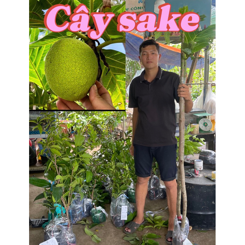 BẦU ĐẤT CÂY GIỐNG SAKE