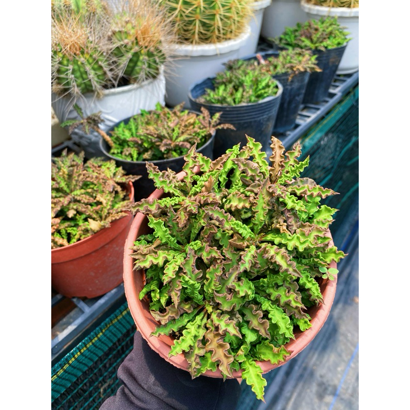 Euphorbia Decaryi Chậu Lớn