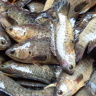 Mồi câu cá rô đồng(cám tộc)
