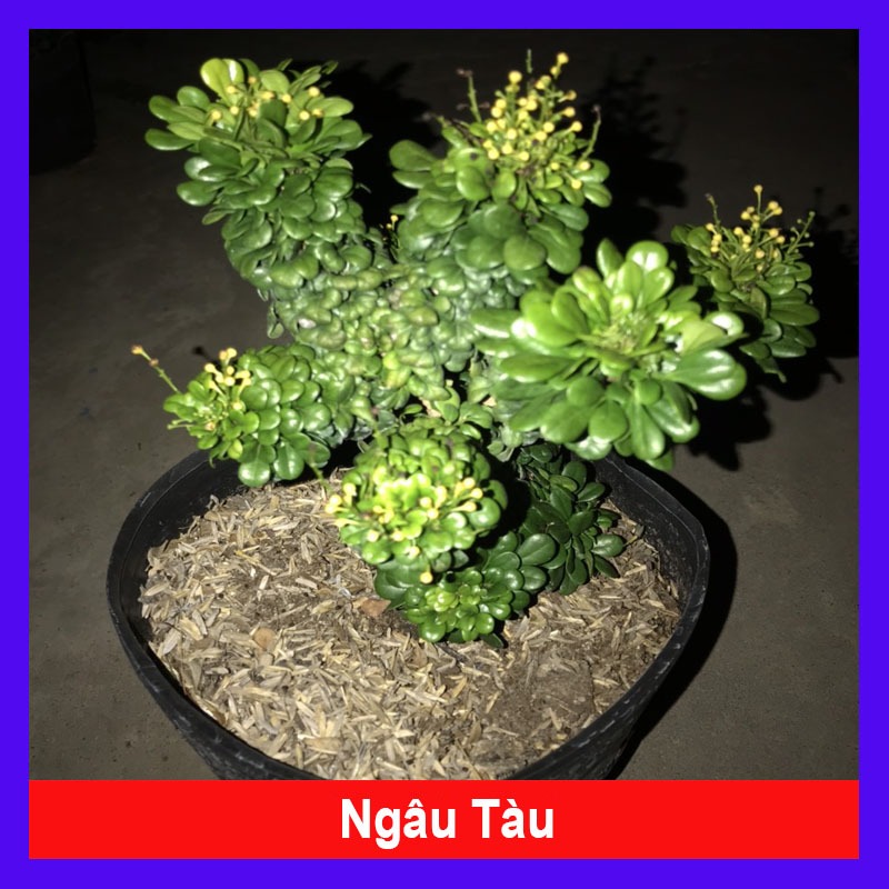 Cây Ngâu Tàu bonsai - chậu cây cảnh để bàn