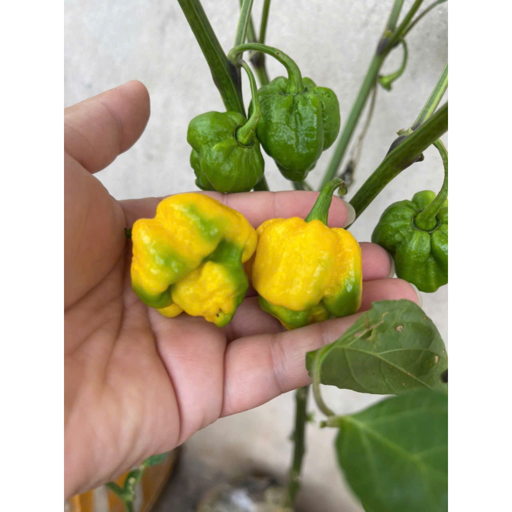 Hạt giống ớt 7 pot vàng siêu thơm cay, seven hot pot pepper