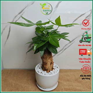 Cây kim ngân 1 củ kèm chậu sứ cao 30cm