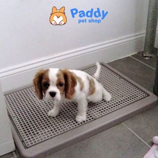 Khay Vệ Sinh Cho Chó Màu Ngẫu Nhiên