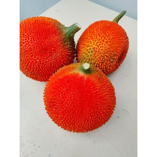1kg trái gấc tươi