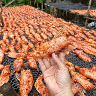 1kg (Ướp) Food Ức mỡ cá dứa ( cá basa ) vị mặn vừa ăn (—ƯỚP—) khô bụng