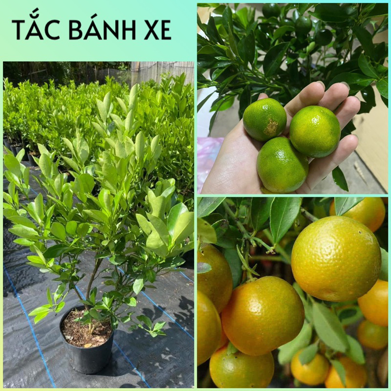 Cây giống TẮC BÁNH XE ĐANG TRÁI - Trái to, say quả quanh năm, dễ trồng, năng suất cao