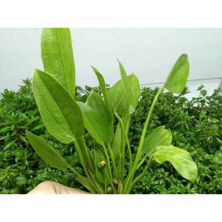 LĂNG MUỖNG THỦY SINH 10 CÂY KHÔNG CO2