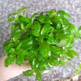 RAU RĂM _THỦY SINH (20 nhánh)