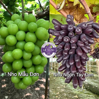  Combo 2 Cây : Ngón Tay Đen và Mẫu Đơn . Kèm phân bón rễ. 