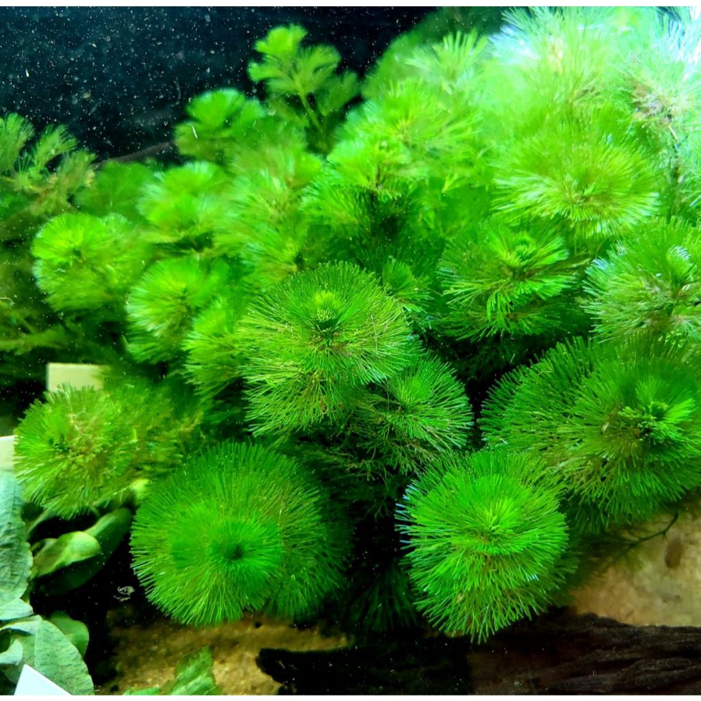 Rong La Hán Xanh , Rong La Hán Đỏ Thủy Sinh Cực Kì Đẹp Không Cần Co2 - Phù hợp cho bể ngoài trời
