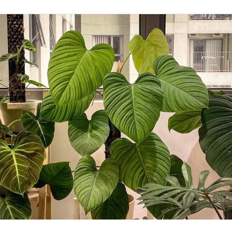 Cây Philodendron Fuzzy Petiole