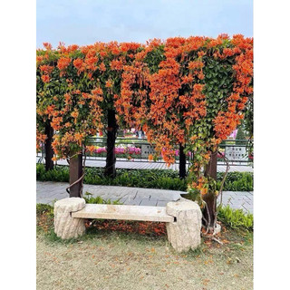 Cây hoa đăng tiêu-Lan tiêu (ảnh thật)