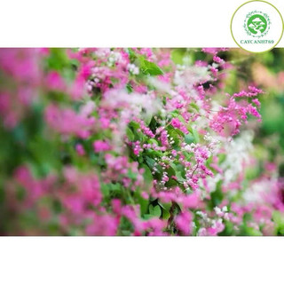 Cây hoa Ti gôn cao 70cm (ảnh thật số 2).