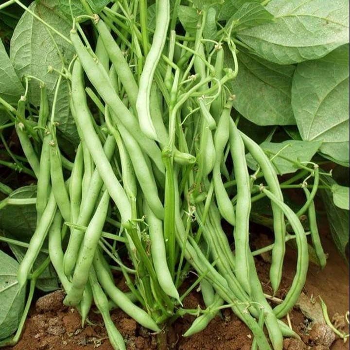 - Giàu Dinh Dưỡng, Năng Suất Cao