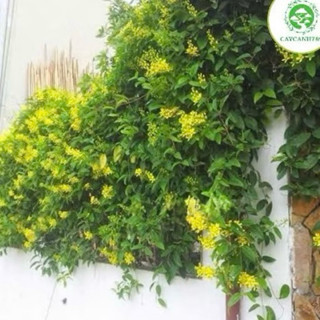 Cây hoa mai hoàng yến cao 1m thân leo hoa vàng nở hoa quanh năm