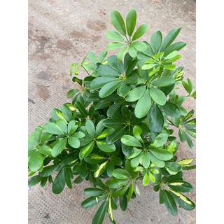 Chậu Ngũ Gia bì lớn (3 hình cuối)