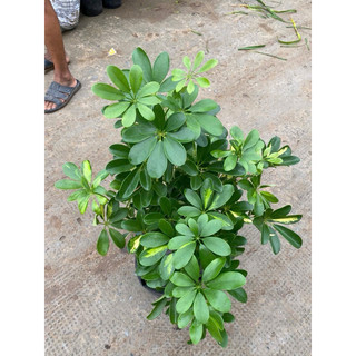 Chậu Ngũ Gia bì lớn (3 hình cuối)