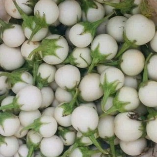 Hạt Giống Cà Pháo Trắng Cao Sản – Quả Tròn Đẹp, Giòn Ngon, Năng Suất Vượt Trội