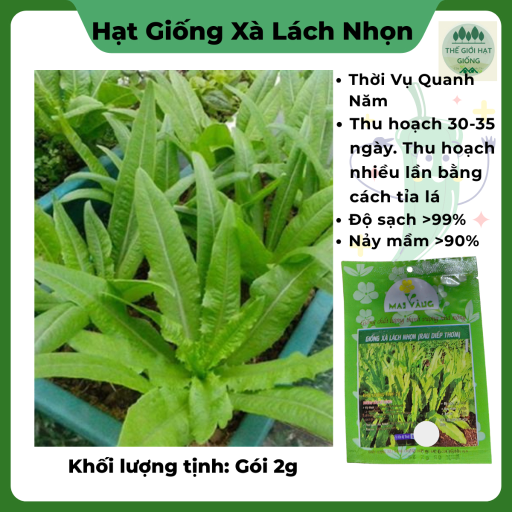 Giống Xà Lách Nhọn ( rau diếp thơm)