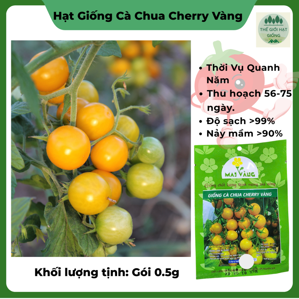 Hạt giống cà chua cherry vàng