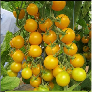Hạt giống cà chua cherry vàng