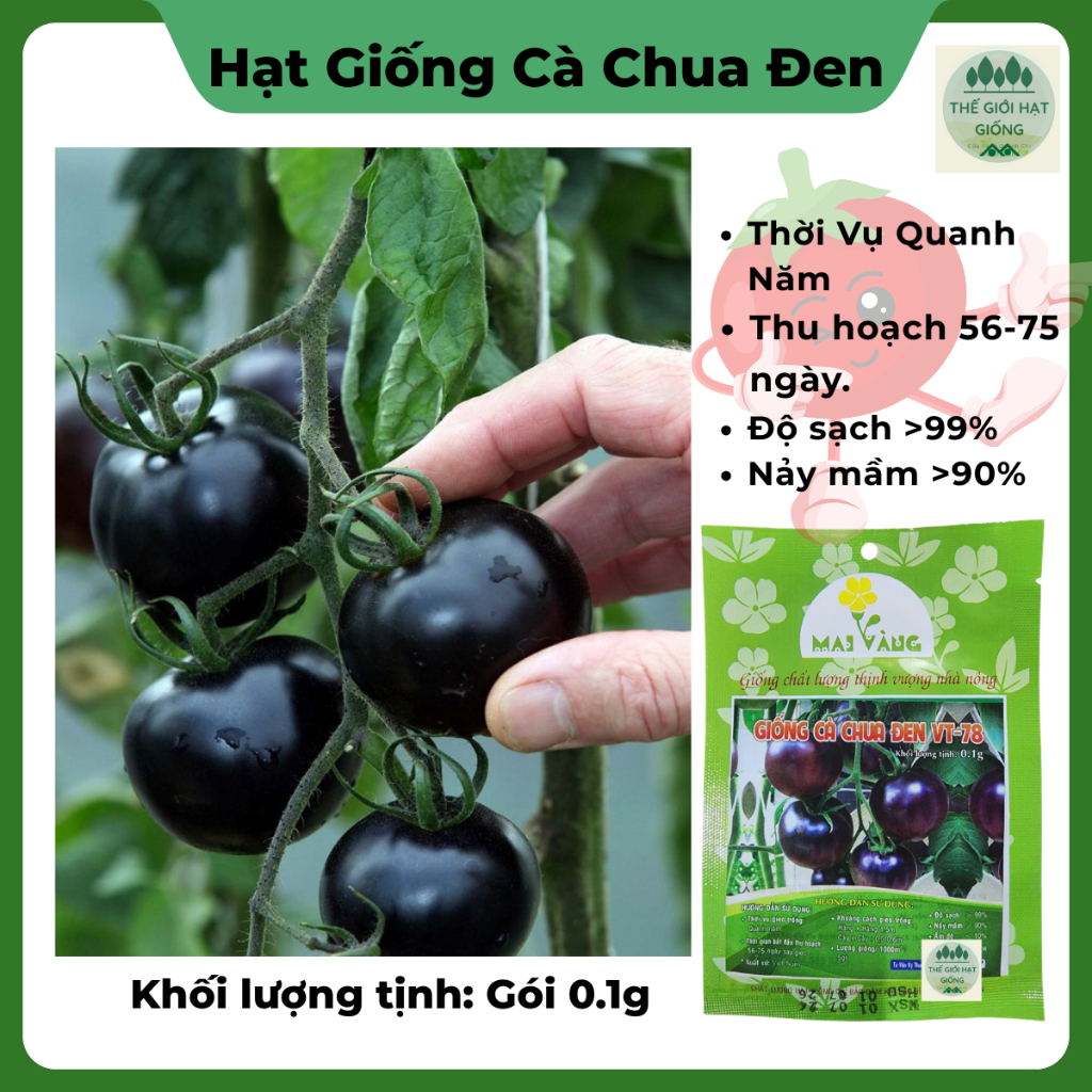Hạt giống cà chua đen