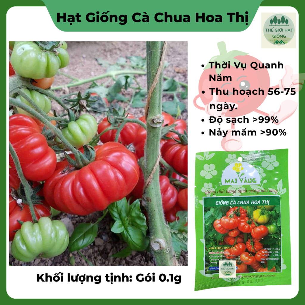 Hạt giống cà chua hoa thị