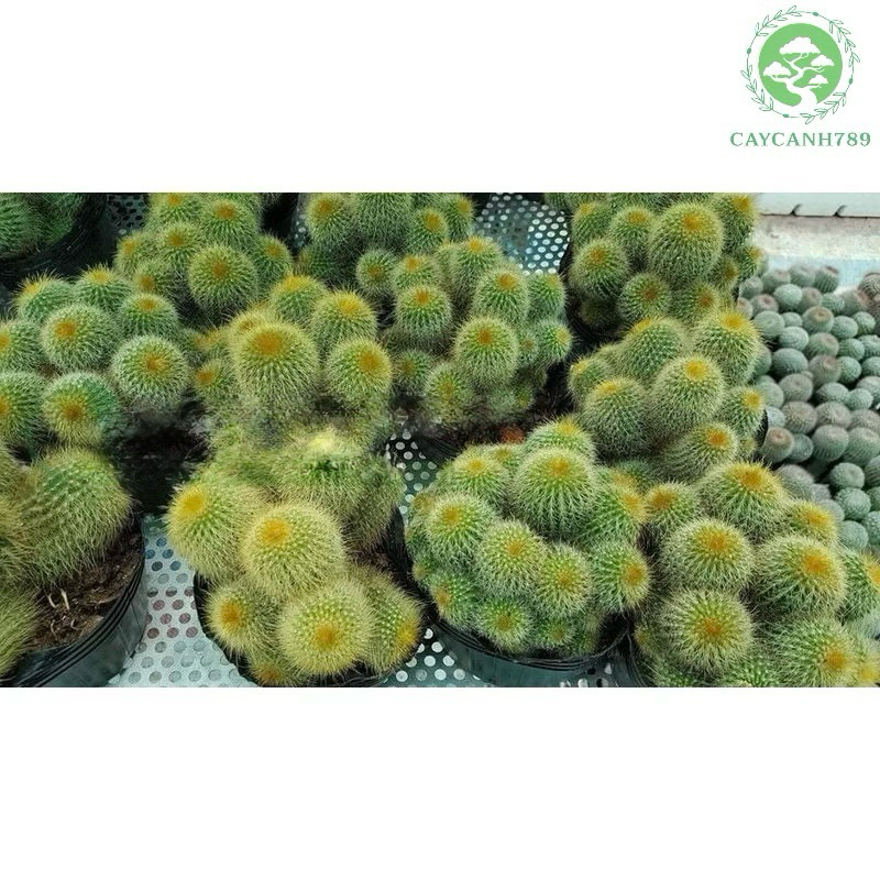 Cây xương rồng vàng (Ảnh thật).