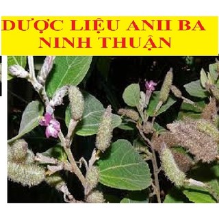 Cây An Xoa khô Ninh Thuận, làm mát gan, giải độc, hạ men gan, thảo dược sạch 100% [500 gr - 01kg]
