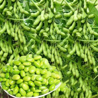 Deal Tiết Kiệm 1k - 15 Hạt Giống Đậu Nành Cao Sản – Giống Đậu Chọn Lọc, Năng Suất Vượt Trội