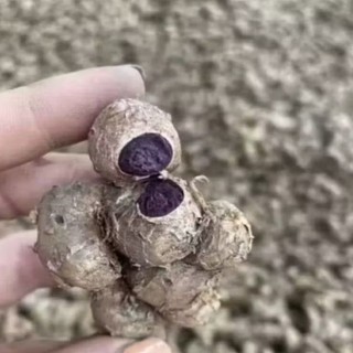 500g-GỪNG ĐEN(NGA.I ĐEN,NGA.I TÍM) khô ráo ngon