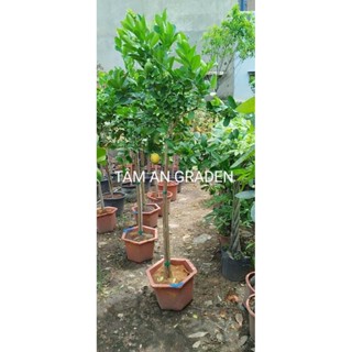 Cây Chanh Mỹ ( Chanh Vàng)1.8m) sẵn hoa .trái