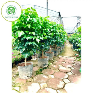 Cây hạnh phúc 1 thân dáng tree cao 1m (ảnh thật số 2)...