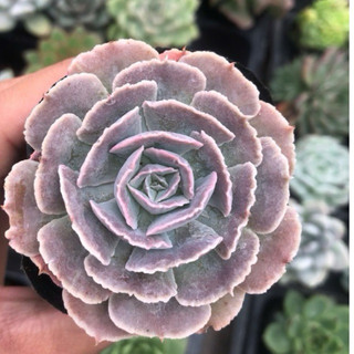  sen đá bắp cải light purple size bầu 7cm. Lỗi 1 đổi 1 