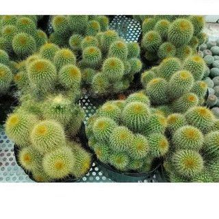 Cây xương rồng vàng
