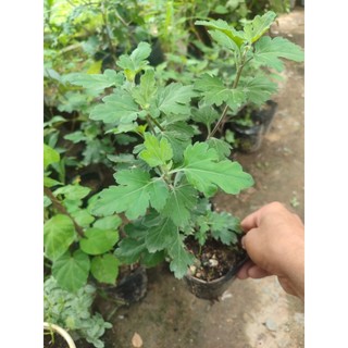 Cúc cổ sơn la, cây giống bầu rể ổn định hình 2