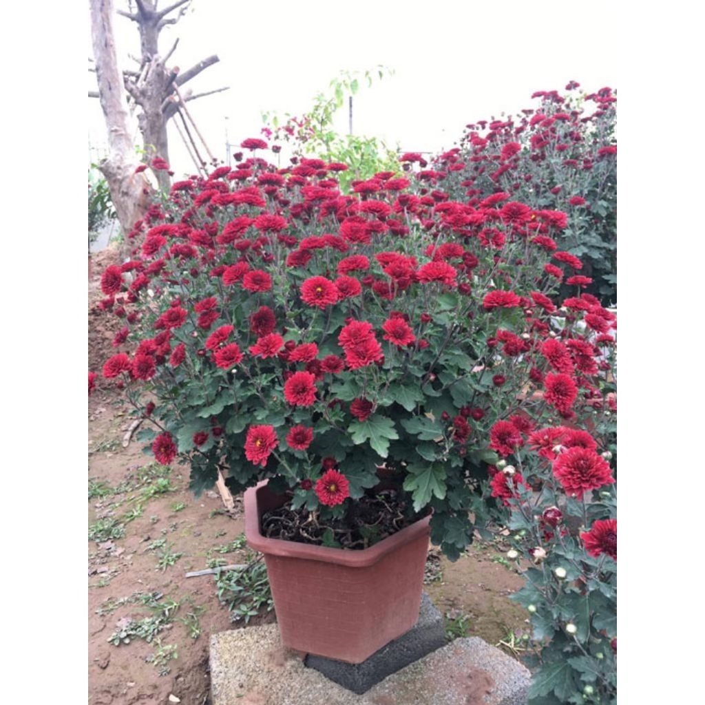 Cúc cổ sơn la, cây giống bầu rể ổn định hình 2