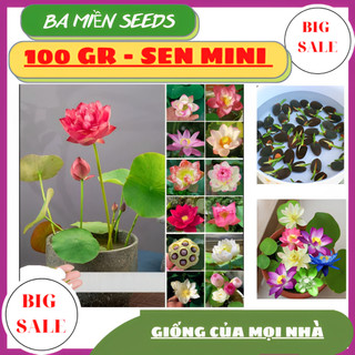 [ BÁN SỈ ] 100 GR Hạt giống sen Mini nhật, đã xử lý kích mầm, nhiều màu, trồng trang trí sân vườn