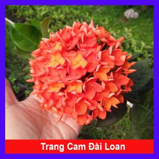 Cây Trang Cam Đài Loan - chậu cây cảnh sân vườn
