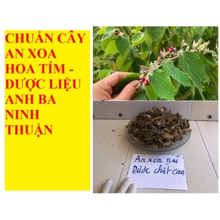 An xoa hoa tím rừng Ninh Thuận - luôn bán hàng mới sạch thơm, dược chất cao chữa bệnh gan hiệu quả.