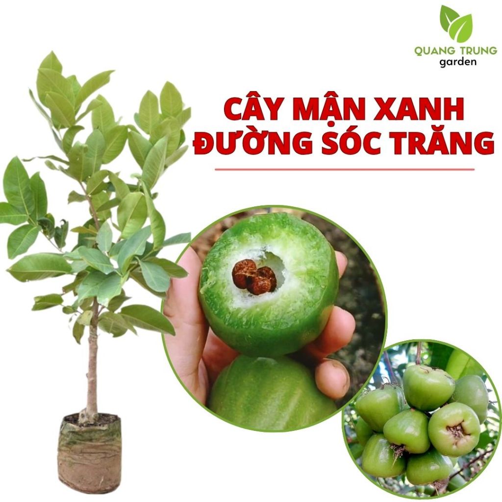 Cây giống mận xanh đường Sóc Trăng, cây giống mận xanh (roi) chuẩn giống, khỏe mạnh, dễ chăm sóc
