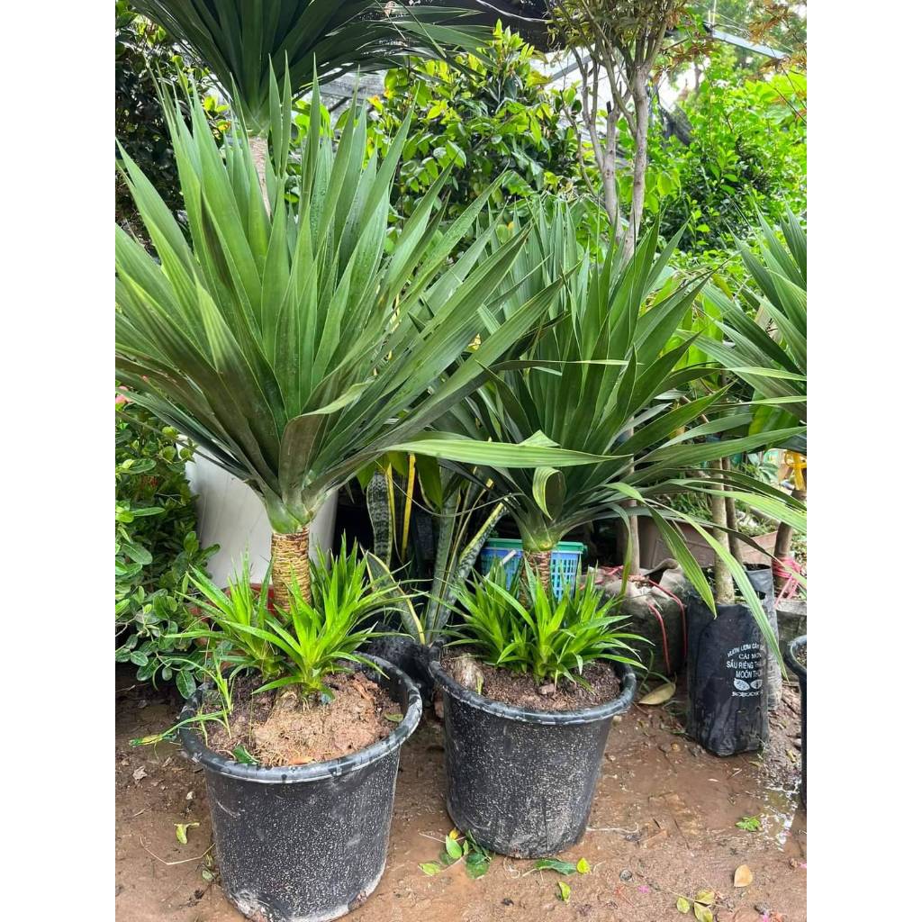 phát tài núi gia rẻ sll,cây đại lộc