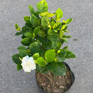 Cây Bạch thiên hương