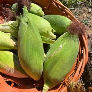 🌽 Deal Tiết Kiệm –10 Hạt Giống Ngô Nù Cổ Truyền, Ngọt Mềm, Dễ Trồng 🌽 ✅ Hạt ngô trắng tròn – ✅ Vị ngọt thanh, mềm thơm